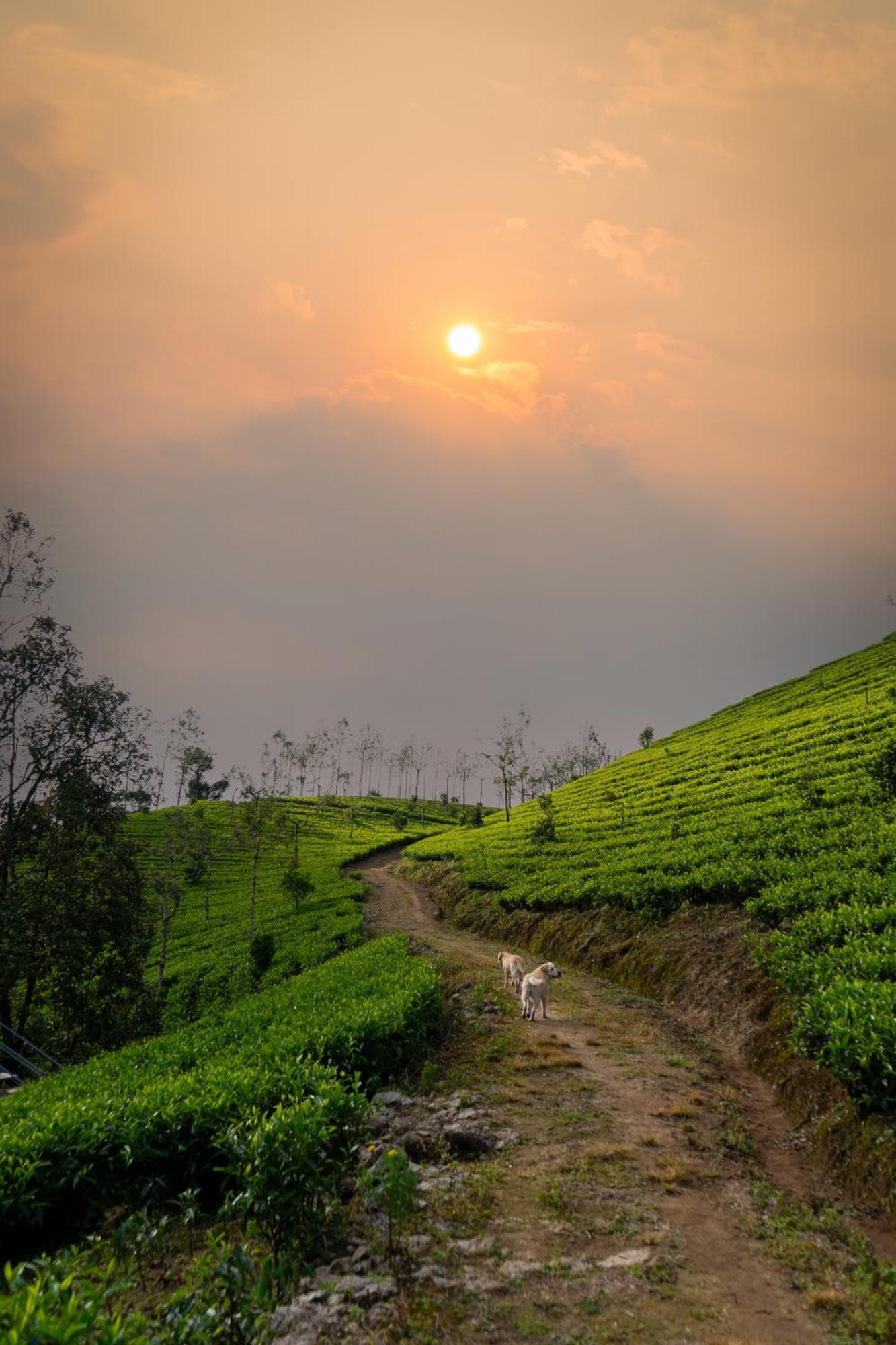 Camelot Resort Munnar Kültér fotó